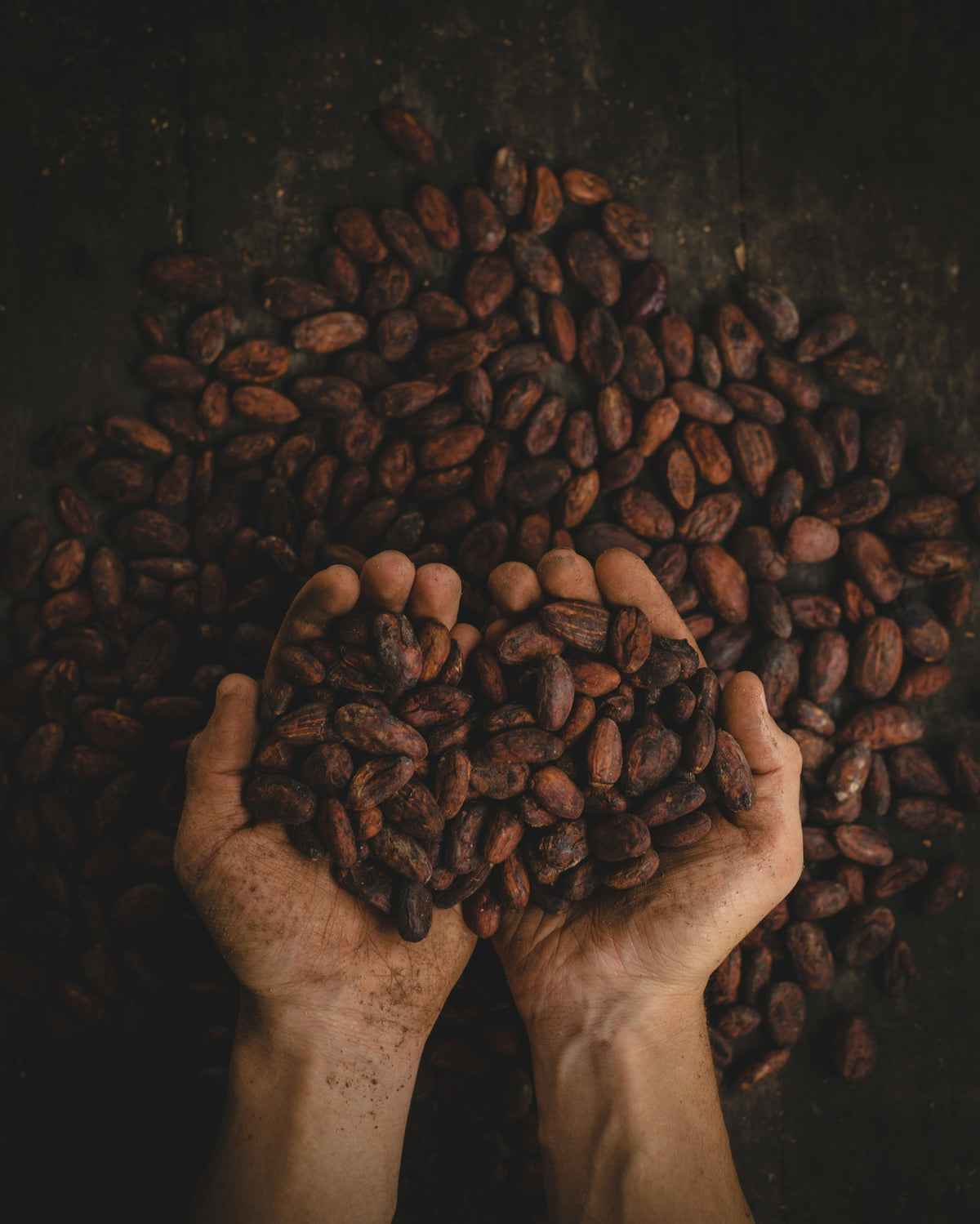 Hands holding handful of cocoa beans against a dark background